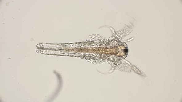 Movement Larvae, Nauplios Artemia Salina