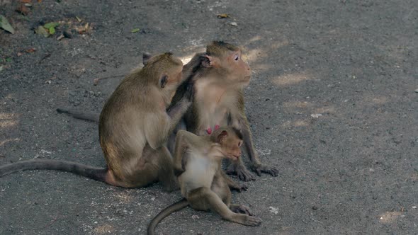 Relaxed Monkey Family Sits on Asphalt and Picks Fleas Off