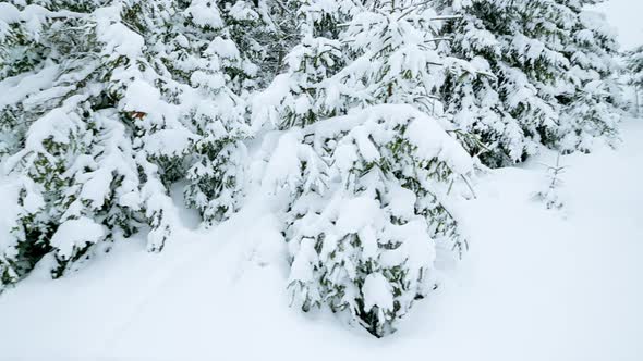 Falling Snowflakes in Frozen Mountains Landscape with Fir Trees