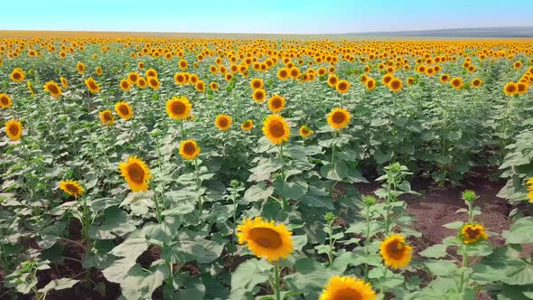 A field with bright yellow sunflowers on a sunny day. the drone.