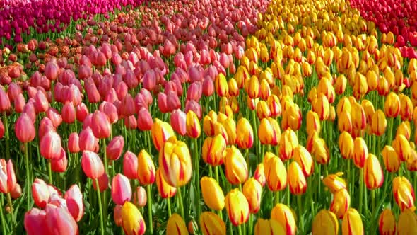 Blooming Tulips in Flower Garden