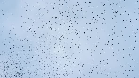 Black Crows Circle In The Cloudy Sky. A Flock Of Birds In The Sky.