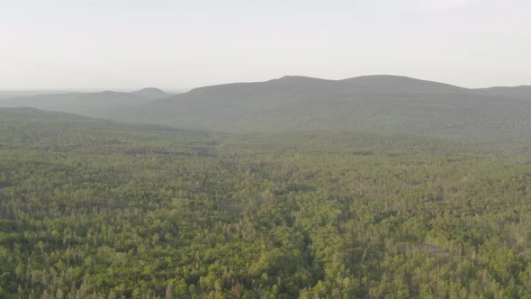 Breathtaking aerial ascending high above lush dense forestry stretching as far as the eye can see