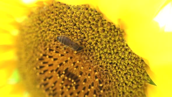 Bee Closeup