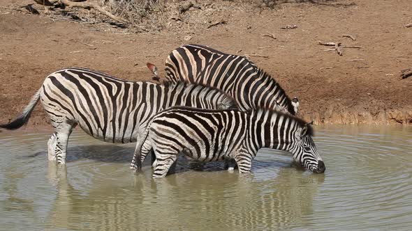 Plains Zebras Drinking - South Africa