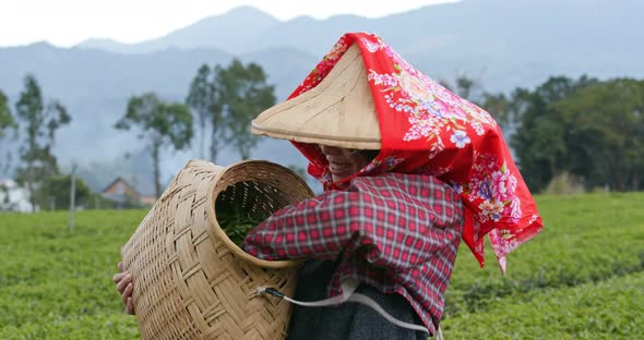 Woman pick green leave in the tea farm