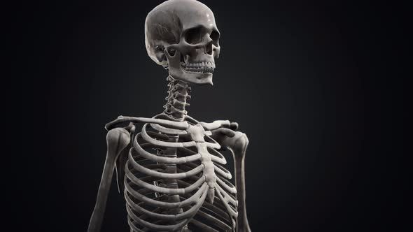 Full Human Skeleton Standing