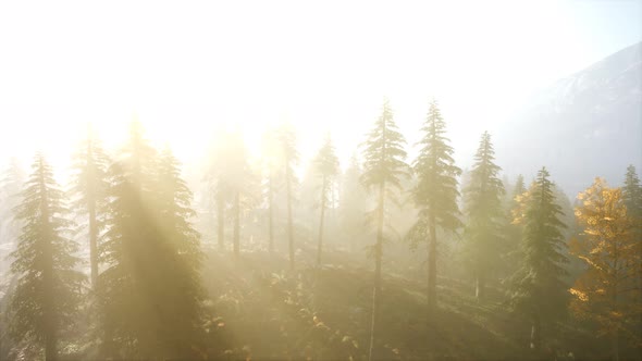 Aerial View of the Beautiful Autumn Forest at Sunset with Green Pine Trees