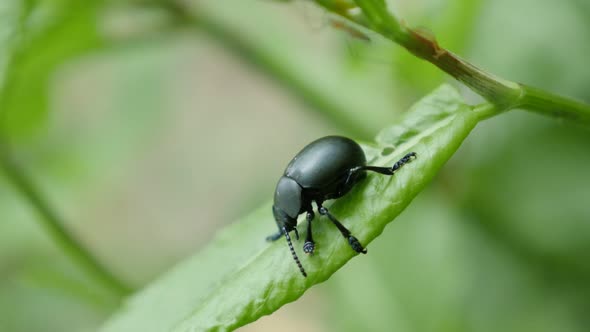 Agelastica alni dark black leaf beetle insect  in natural environment 4K 2160p 30fps UltraHD footage