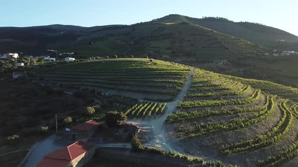 Approaching and flying along a green hillside covered in terraces of grape vines in Douro Valley, Po