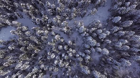 Coniferous Forest. View From Above . Aerial View