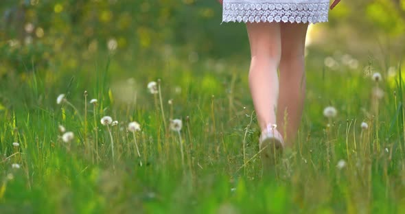 Female Legs in a White Dress are Walking on the Grass with Flowers Walking Through the Meadow