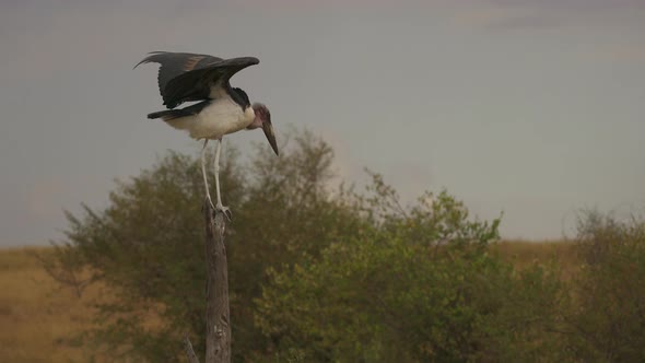 Marabou stork standing on a wooden pole