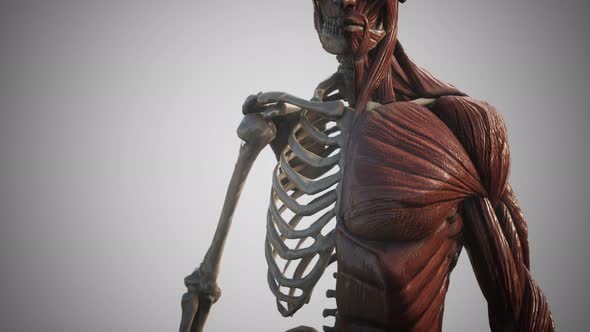 Muscular and Skeletal System of Human Body alt