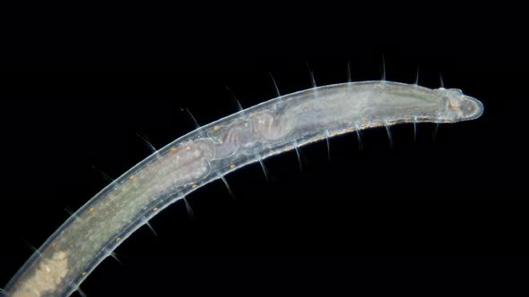 worm Polychaeta Polyophthalmus sp. under a microscope, Ophelliidae family