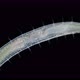 worm Polychaeta Polyophthalmus sp. under a microscope, Ophelliidae family - VideoHive Item for Sale