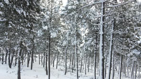 Frozen Trees Winter Snow