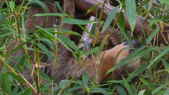 Sloth hanging on a tree