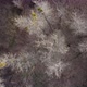 Aerial View From Above of Autumn Forest Gray Trees Bald Trees in Late Autumn - VideoHive Item for Sale