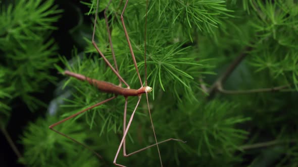 Tight shot of a stick insect on a tree branch