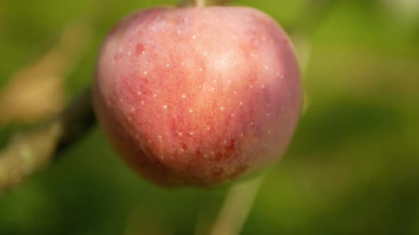 Organic apples on the tree. Fruits without chemical spraying.