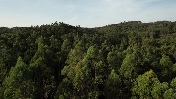Pine Forest Aerial