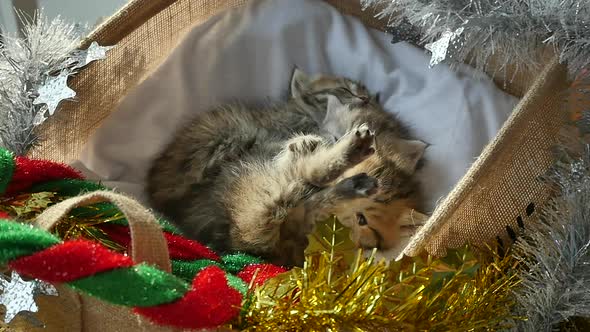 Cute Tabby Kittens Sleeping And Hugging In A Basket On Christmas Day
