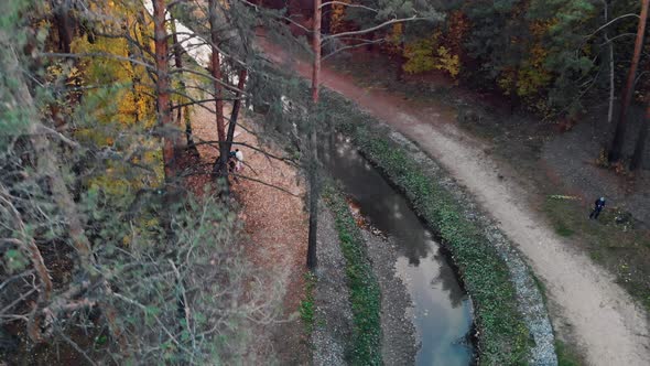 The Drone Descends to the River in an Autumn Park with Coniferous Trees Fallen Yellow Leaves of