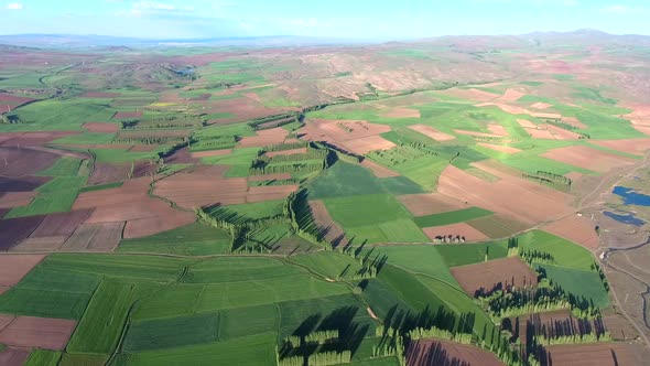 Poplar Trees and Green Fields on Flat Plain in Soft Geography