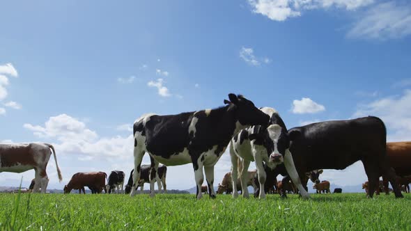 Cattle grazing in the farm