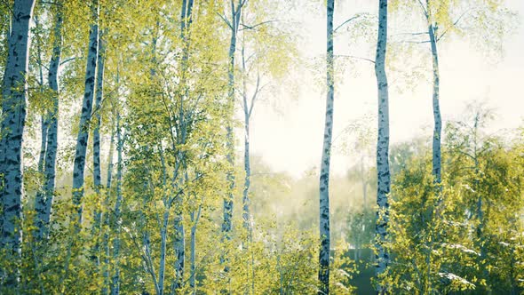 White Birch Trees in the Forest in Summer