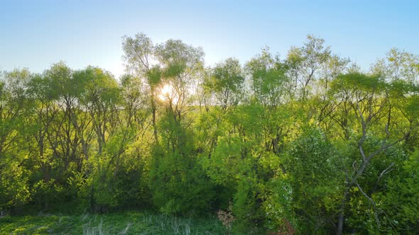 Aerial View of Woodland with Fresh Green Trees in Early Spring at Sunset