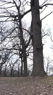 Vertical Video of the Forest with Trees Without Leaves