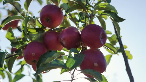 Red Apples on Apple Tree Branch - Dolly Motion