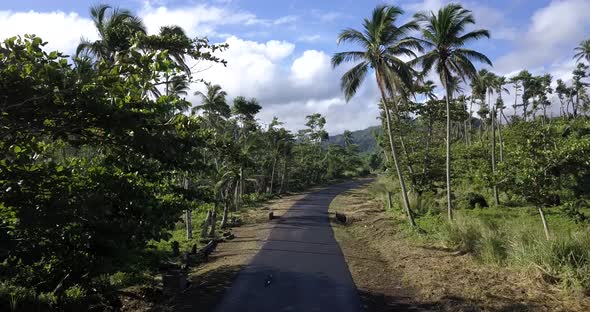 Flying Over The Road Between Palm Trees In The Wild Of Dominica