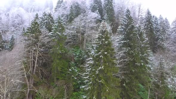 Hoarfrost Dew Formation on Forest