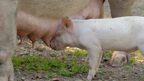 Close up shot of Cute Piglet drinking milk from Udder of mother at farm