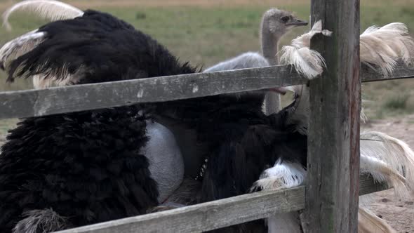 Cute Big Ostrich at Breeding Farm