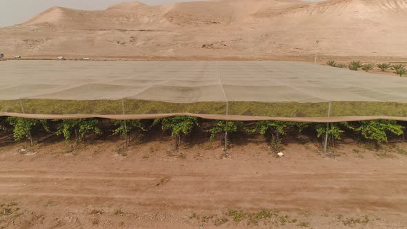 Aerial footage of net houses with grape vineyard