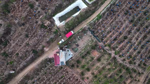 A car with bananas goes to the market aerial view