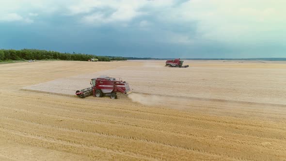 Agricultural Combines Harvesting Wheat On The Big Field.