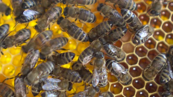 Bees Crawl on Honeycombs Closeup. The Bees Are Working on the Production of Honey in the Apiary.