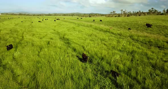 Aerial view of a pasture with grazing cattle.