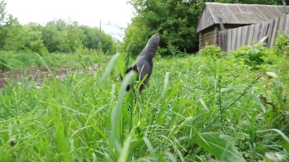 Black Cat with an Unmatched Tail Runs in the Green Grass