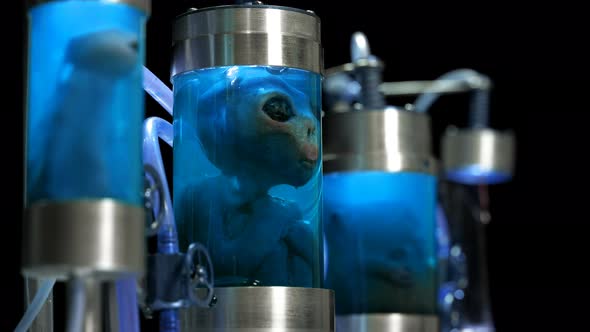 Aliens in Cylindrical Glass Vessels (Flasks), in a Liquid with Air Supply (Bubbles), Similar To a