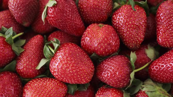CloseUp Panorama of Ripe Red Fresh Colorful Strawberry