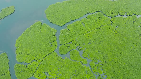 Aerial View of Mangrove Forest and River