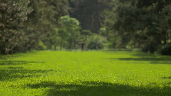 Sunny Day In The Park 1