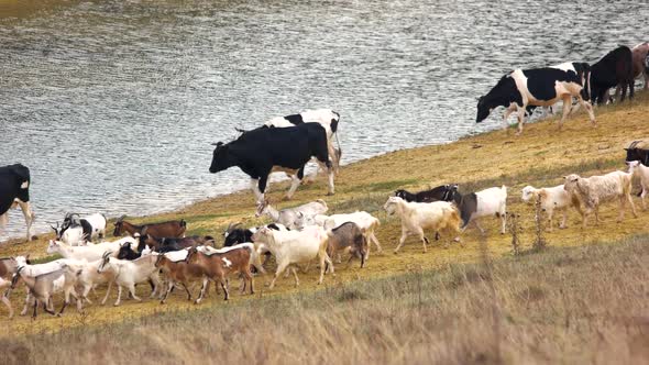 A Herd of Cows Walking on River Bank