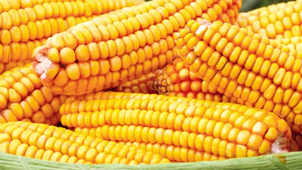 Ears of Ripe Corn Closeup. Agriculture, Bio-products, Agribusiness